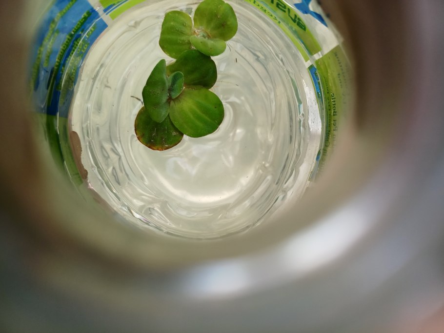 Водяные пестики