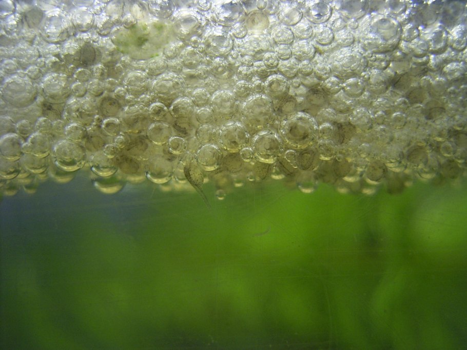 Гурами жемчужный икра