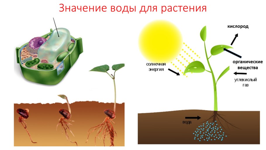 Значение воды в жизни растений