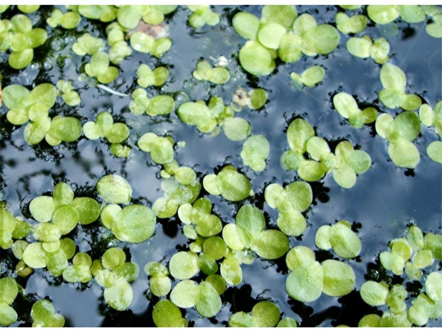 Трубка для аэрации в аквариуме