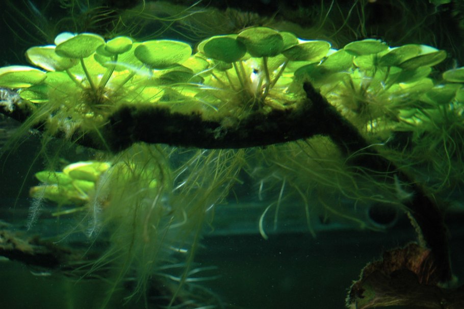 Кислород на элодее