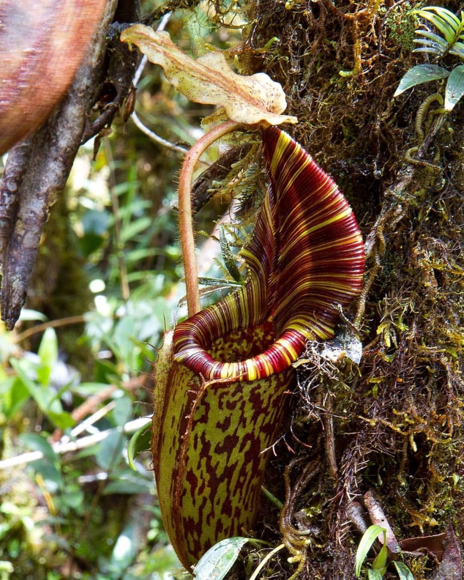 Непентесы с Борнео