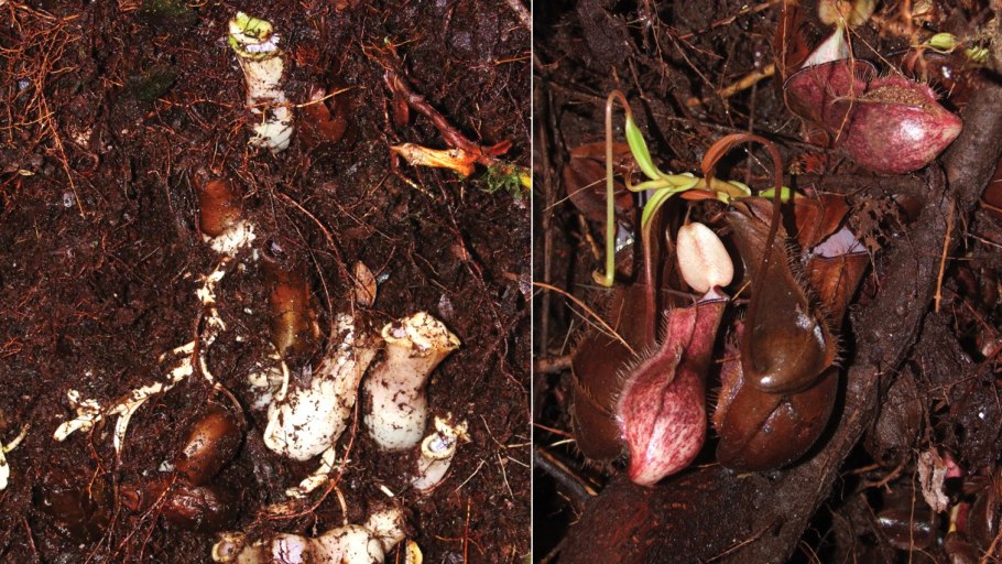 Непентес удивительный