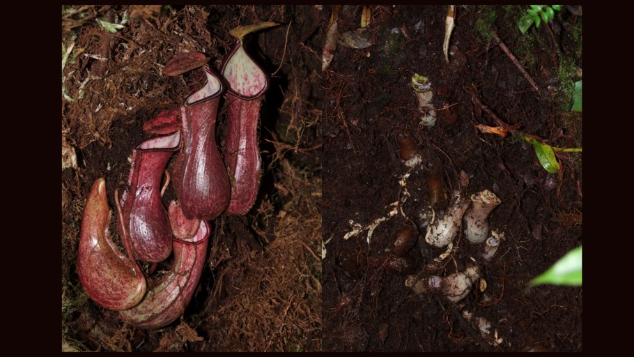 Непентес Аттенборо растение