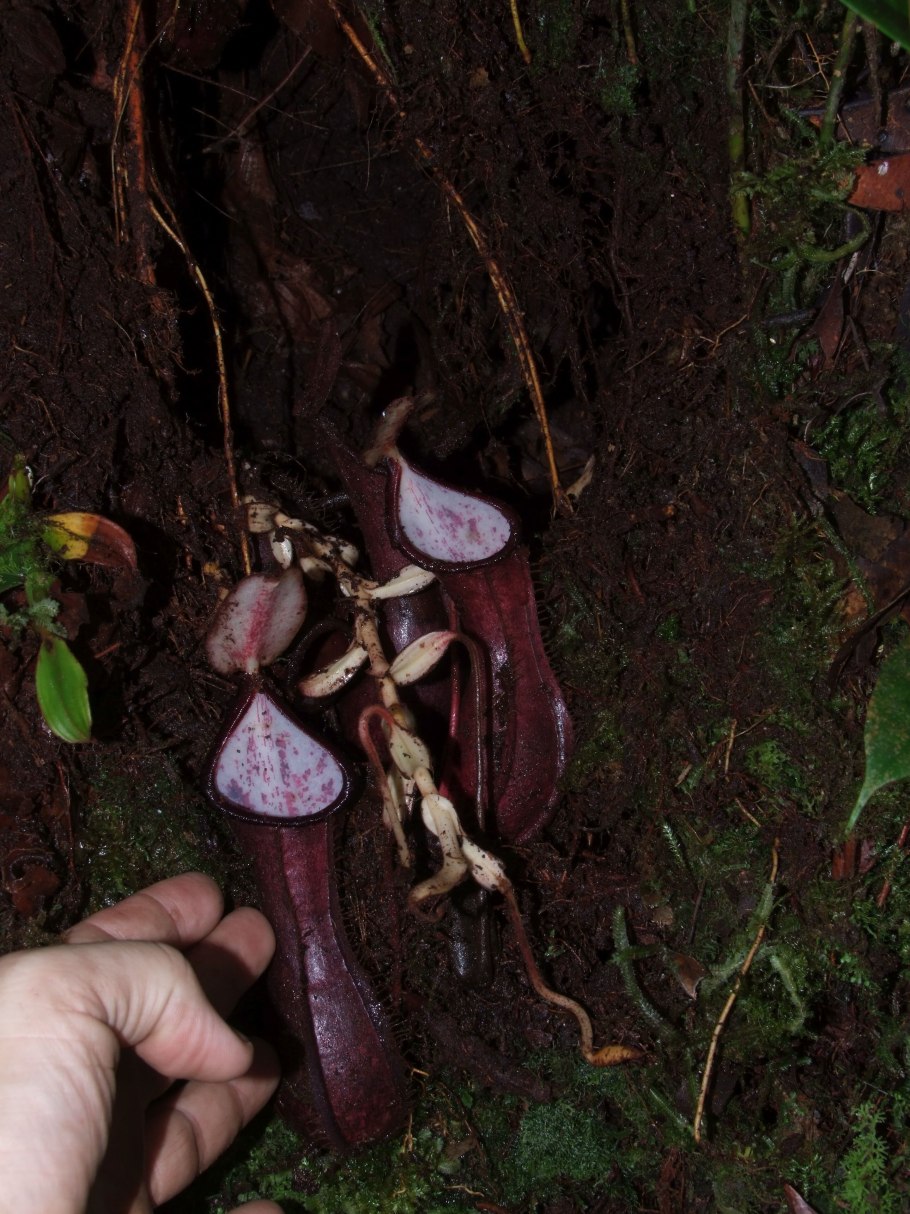 Nepenthes holdenii