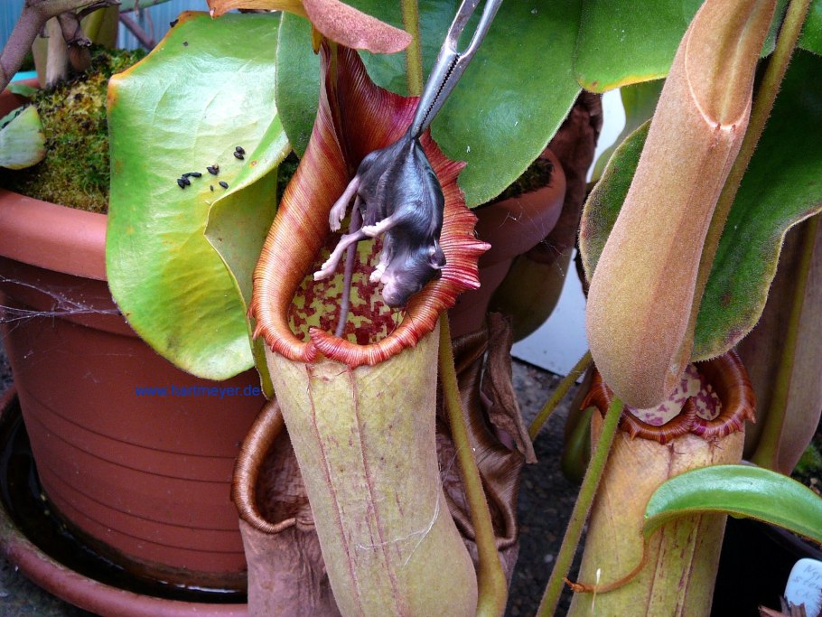 Мухоловка непентес