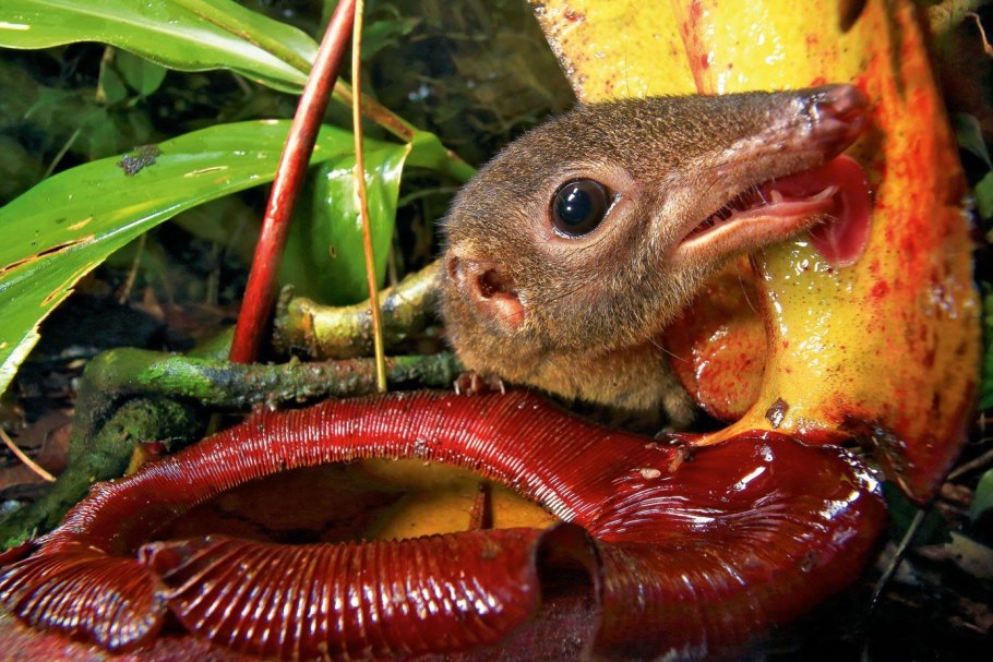 Nepenthes pudica растение