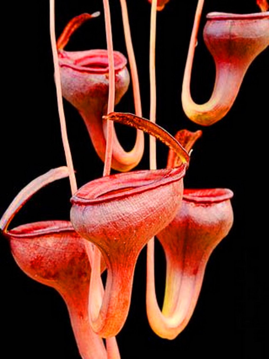 Непентес Раджа охота