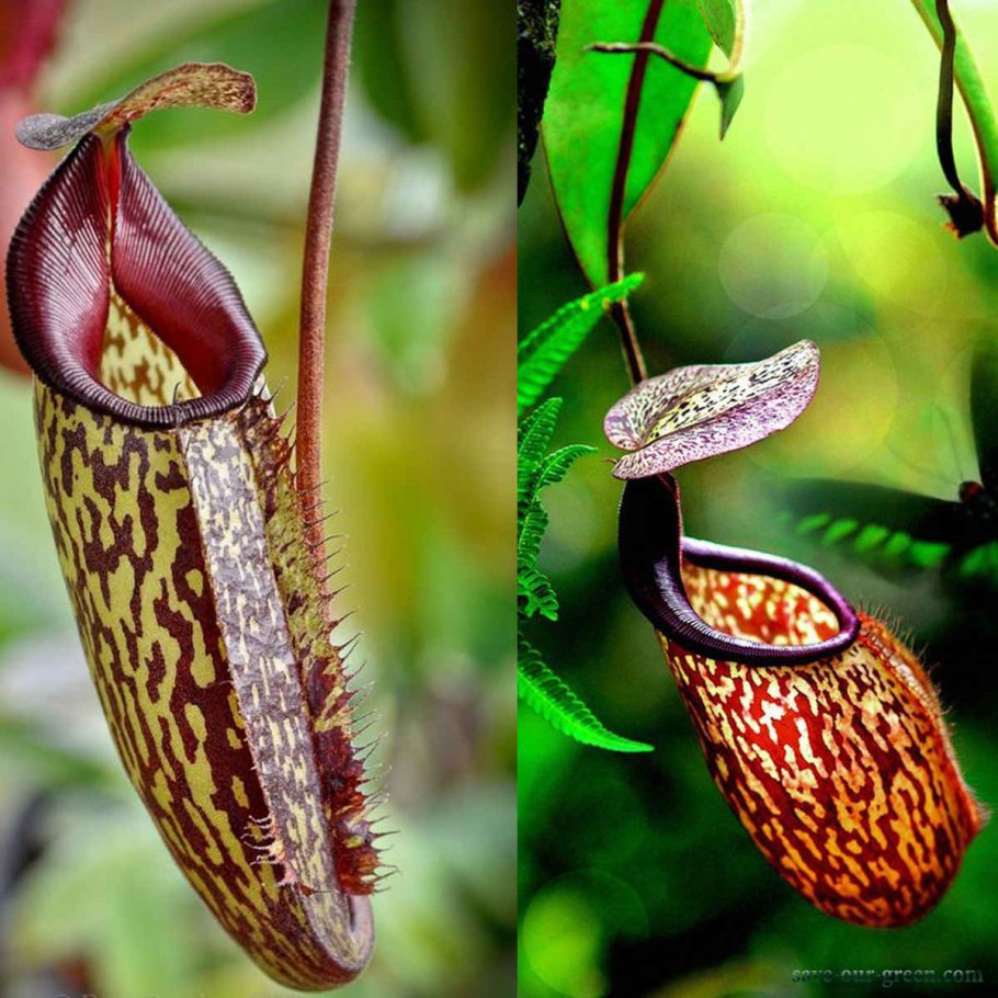 Nepenthes edwardsiana
