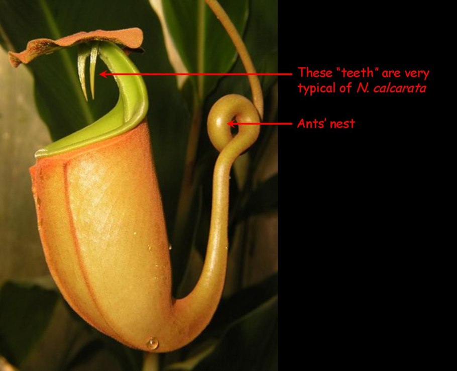Nepenthes hemsleyana летучая мышь