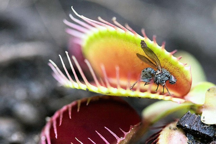 Растения Малайзии