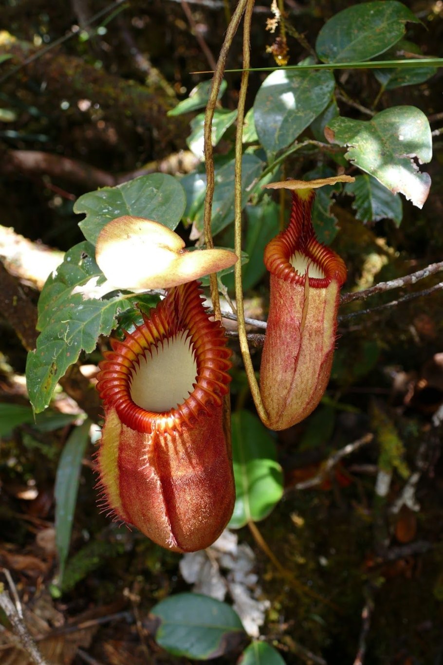 Растения с необычными цветами и плодами