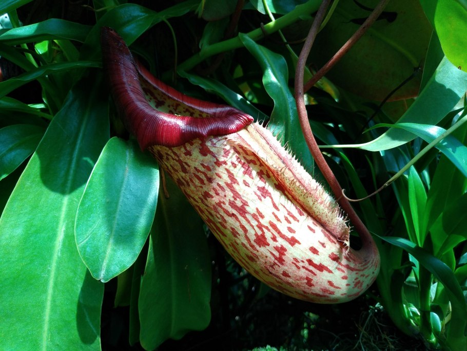 Гелиамфора поникающая