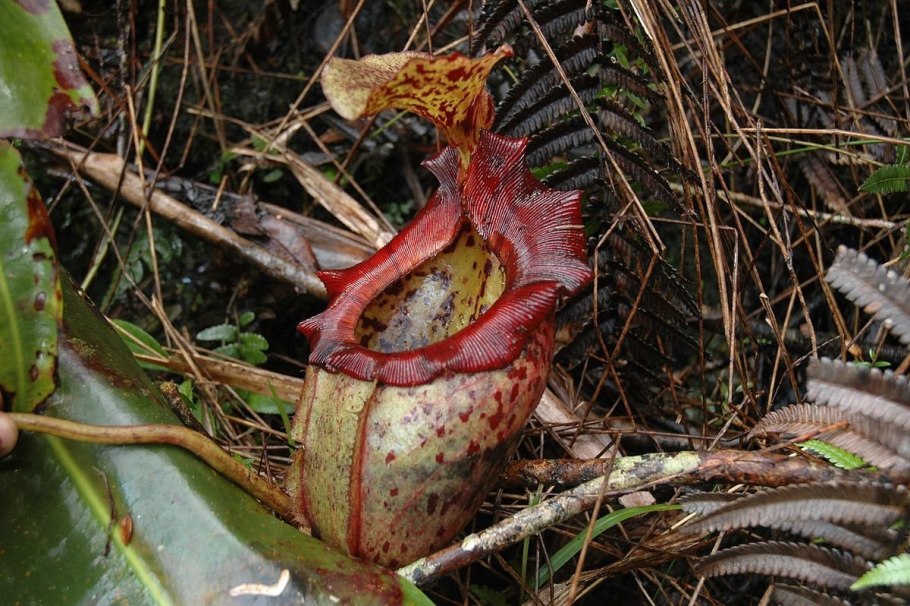 Nepenthes pudica