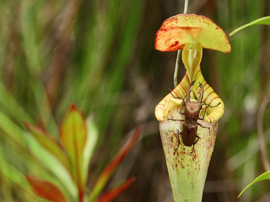 Nepenthes pudica