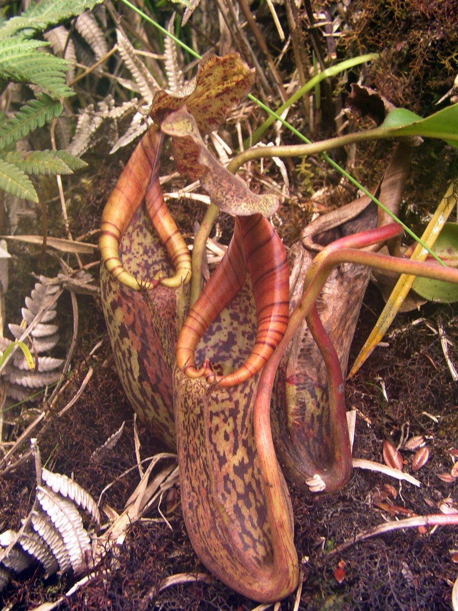 Непентес Аттенборо сообщение