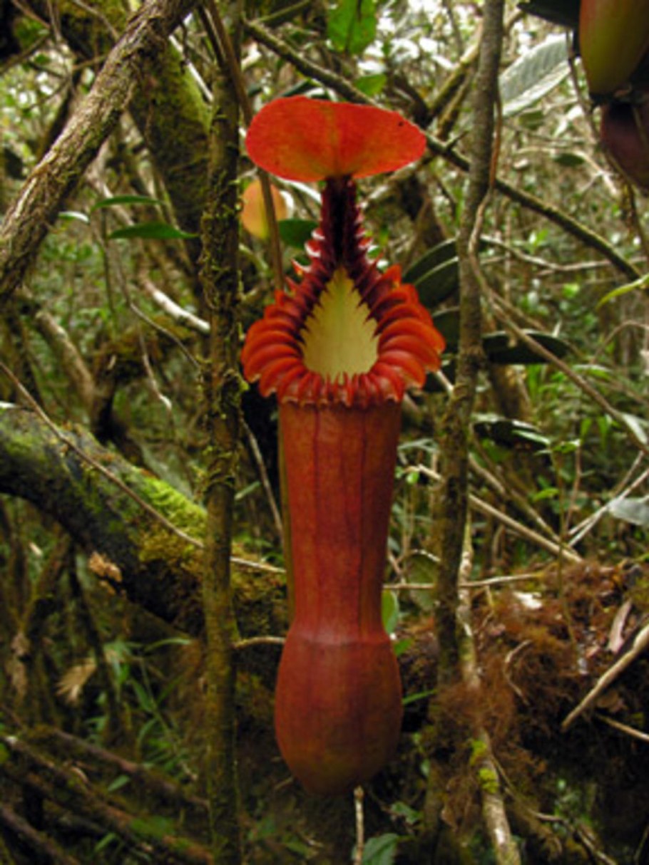 Непентес Раджа