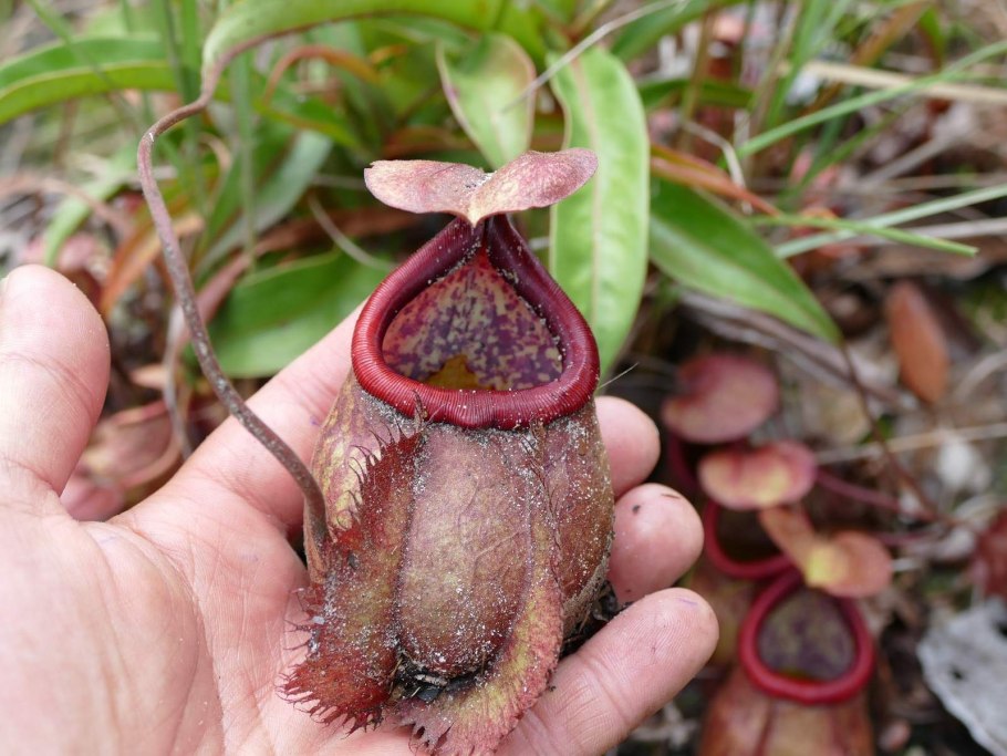 Лиана непентес Раджа