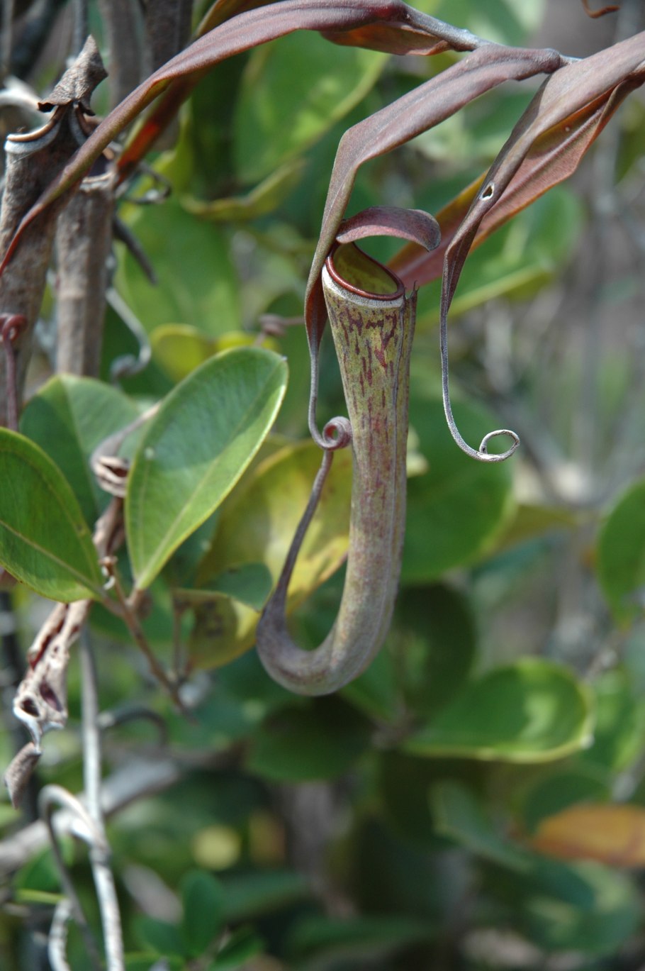 Непентес гигантский