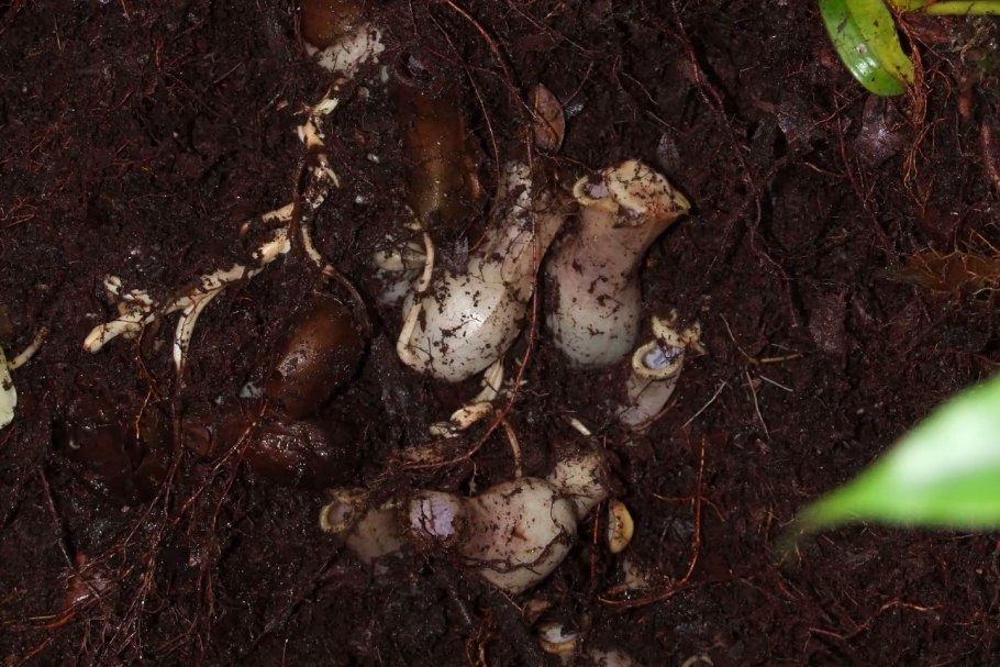 Nepenthes hemsleyana