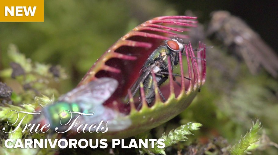 Тропический непентес