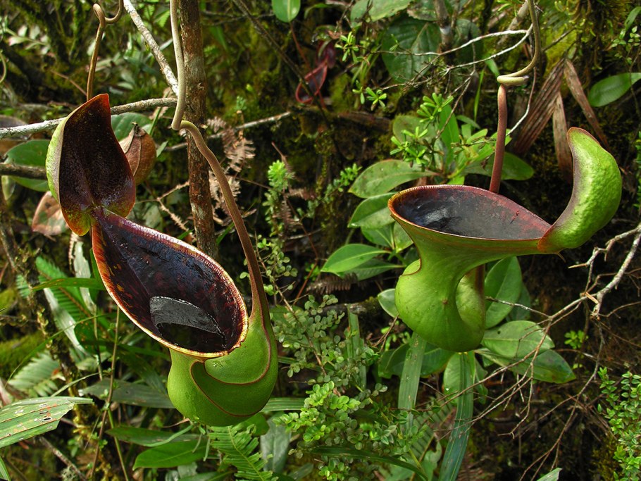 Картины плотоядных растений