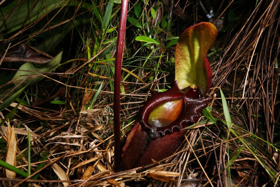 Самое большое хищное растение в мире