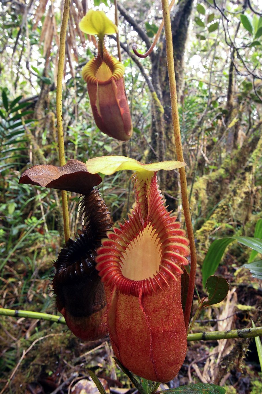 Остров Барнео обитатели