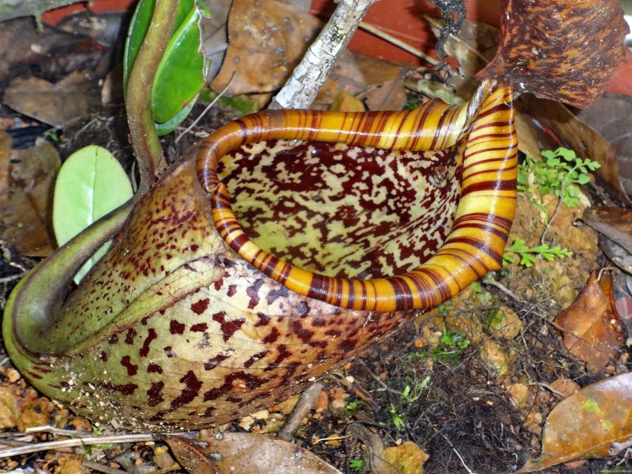 Непентес ореол обитания карта