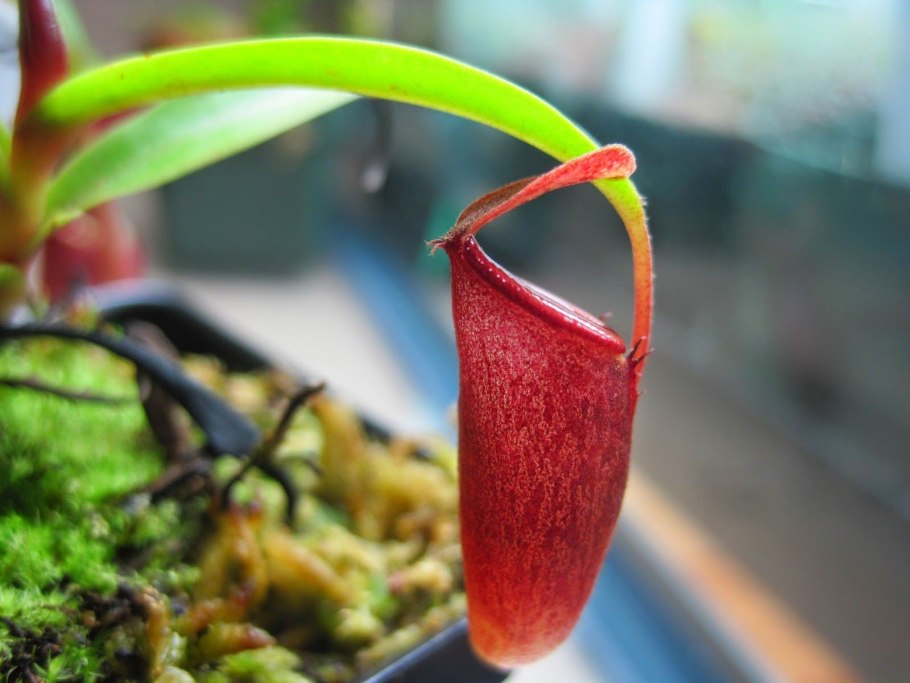 Дьявольское яблоко австралийское растение