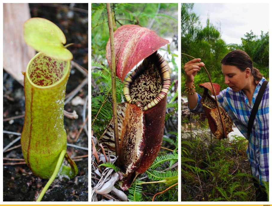 Тропический непентес