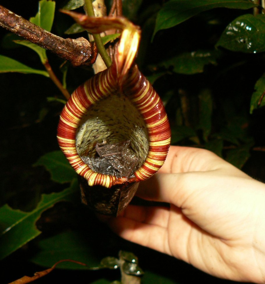 Непентес (кувшинчик) ящерицу