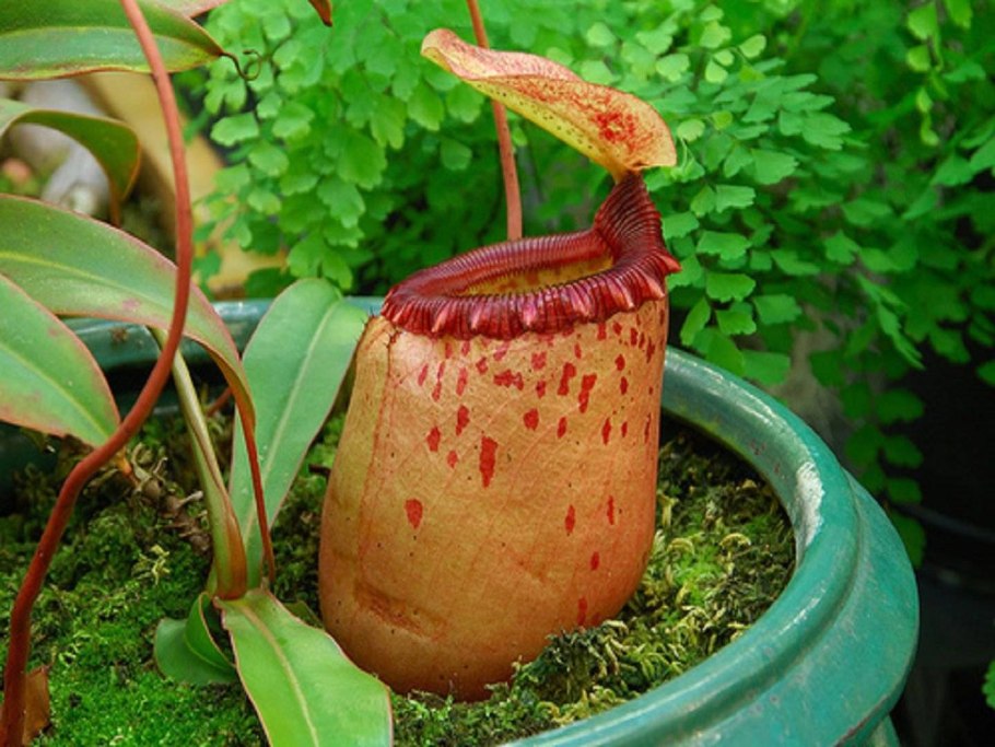 Nepenthes bicalcarata