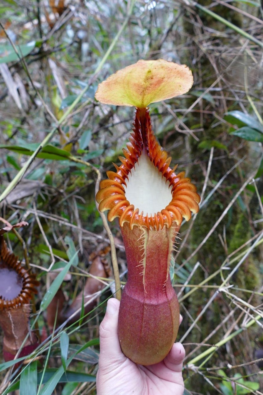 Растение хищник непентес Раджа