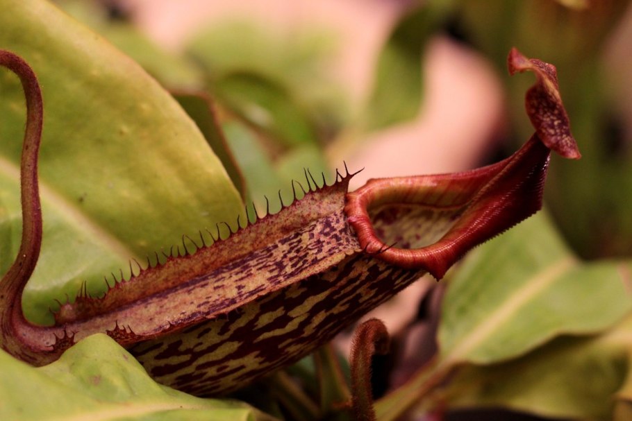Nepenthes pudica