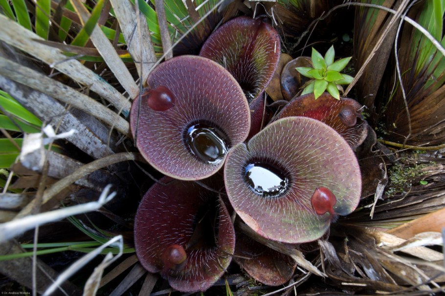 Хищное растение ДНД