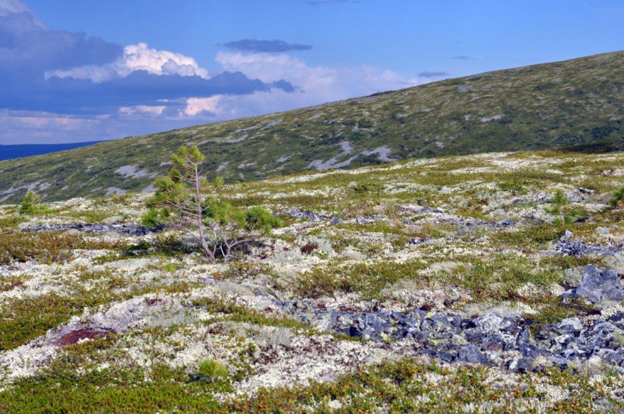 Хибины лишайник ягель