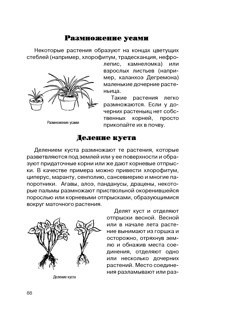 Растения размножающиеся делением куста примеры