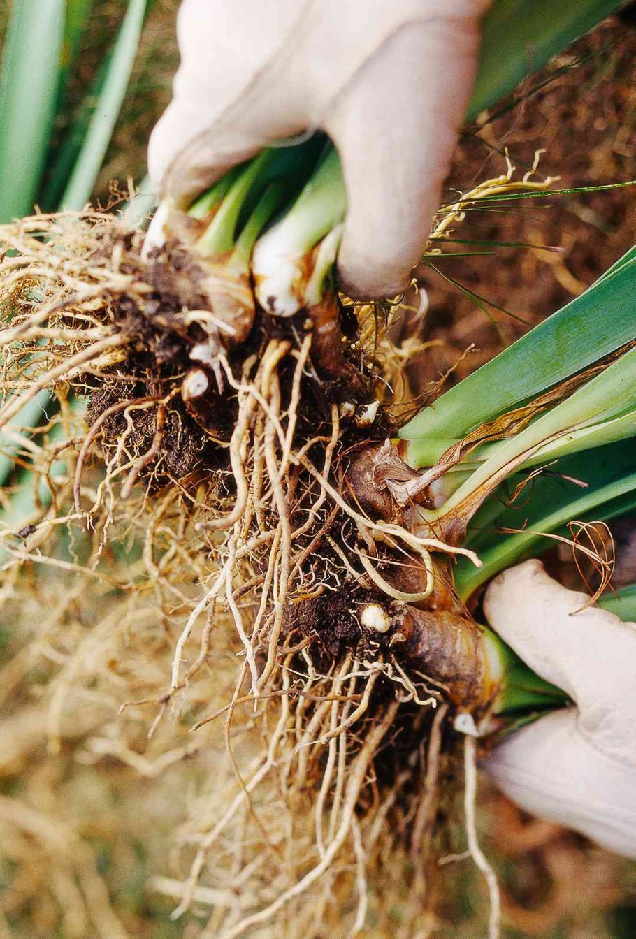 Ирис размножается корневищем