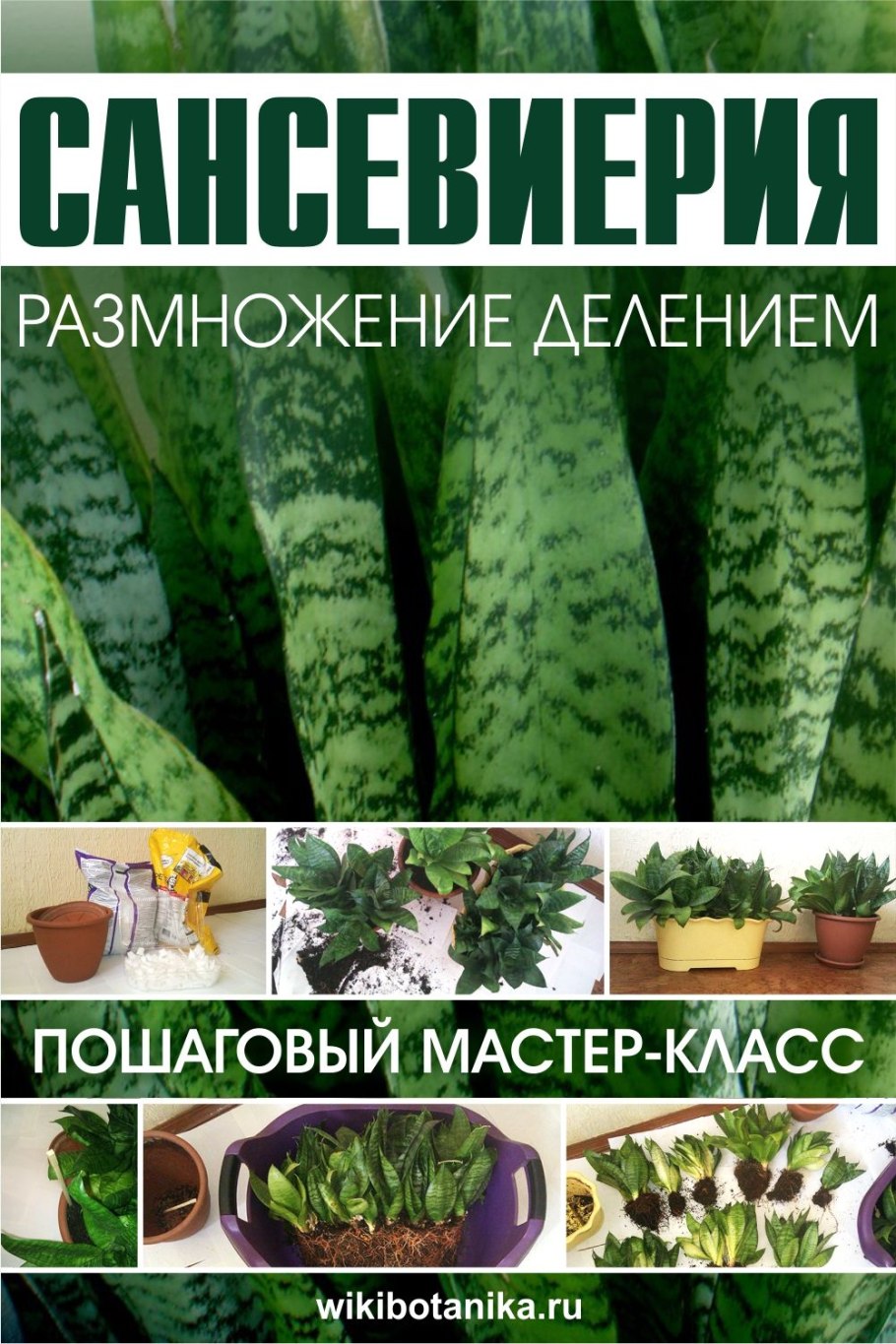 Сансевиерия щучий хвост приметы