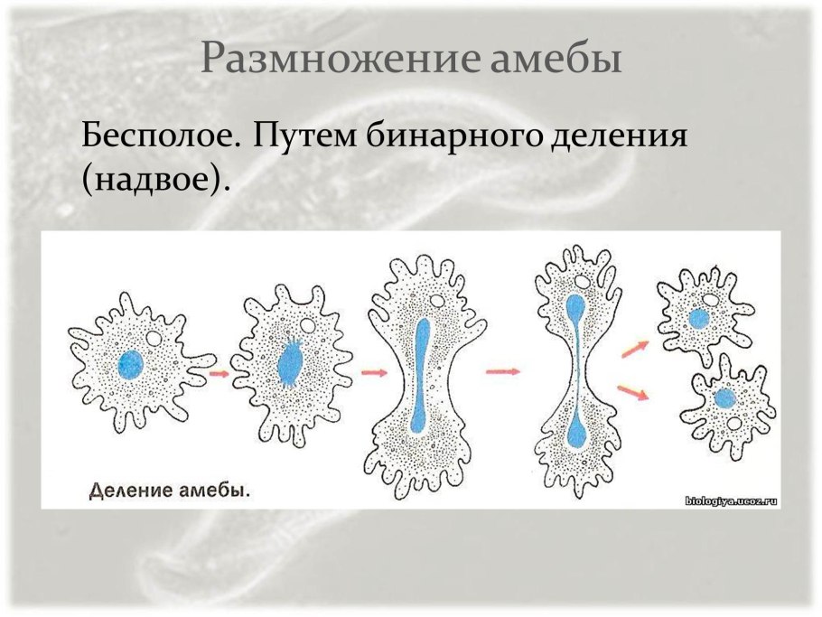 Размножение амебы делением
