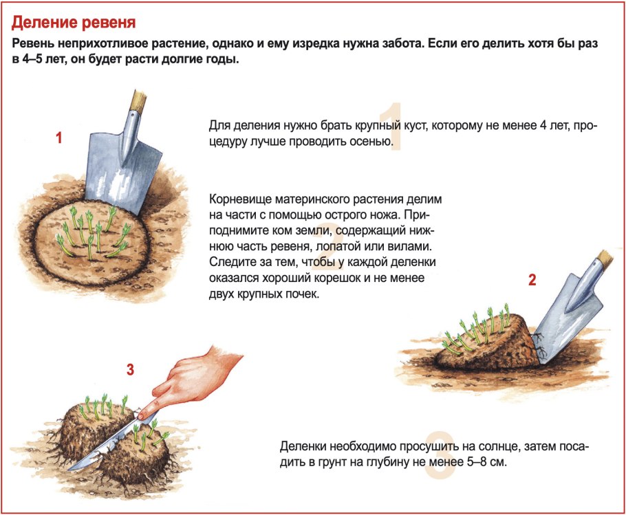 Ревень размножение делением