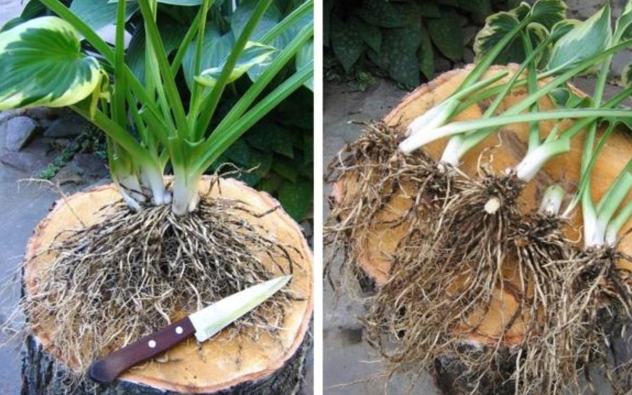 Размножение хосты делением куста