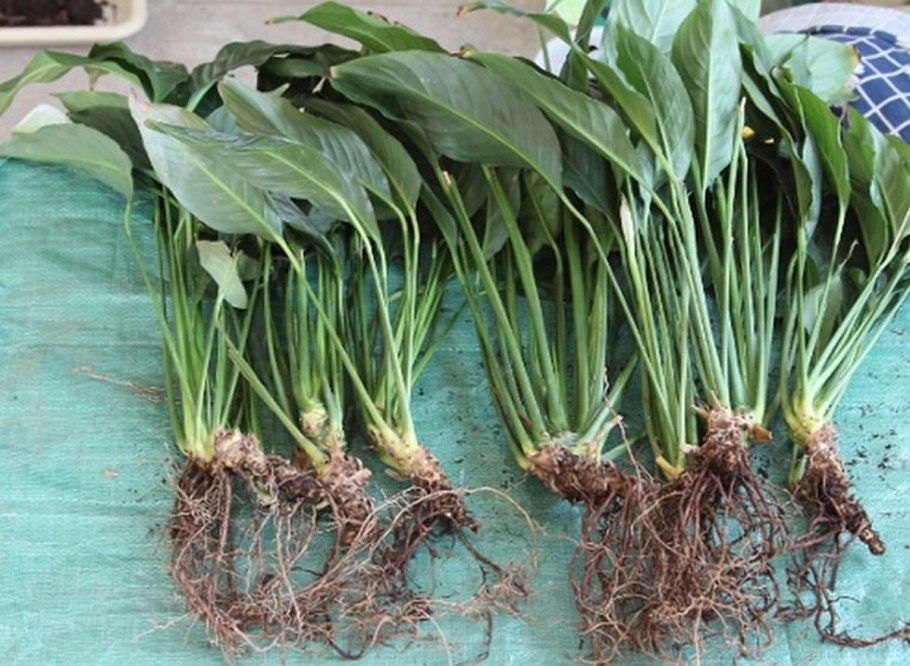 Спатифиллум клубни