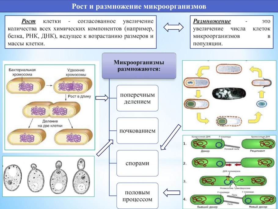 Схема посадки клубники усами