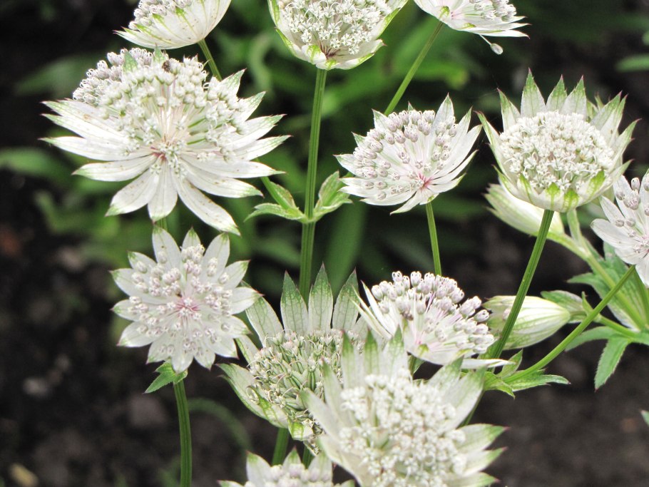 Астранция Buckland