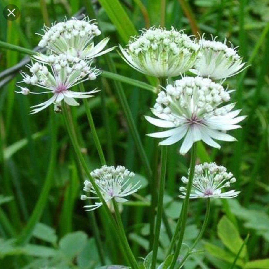 Астранция белая