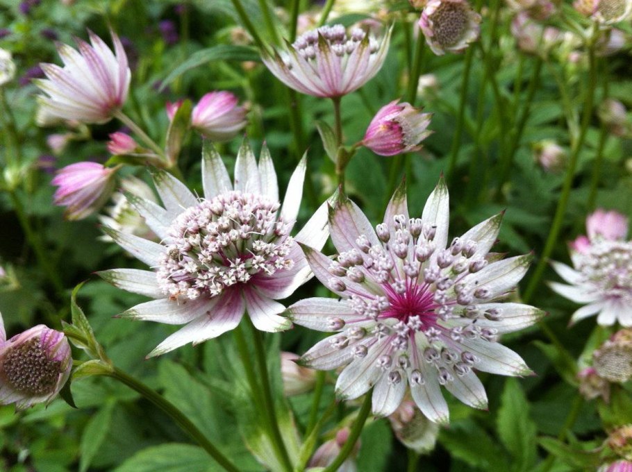 Астранция крупная Альба (Astrantia Májor Alba)
