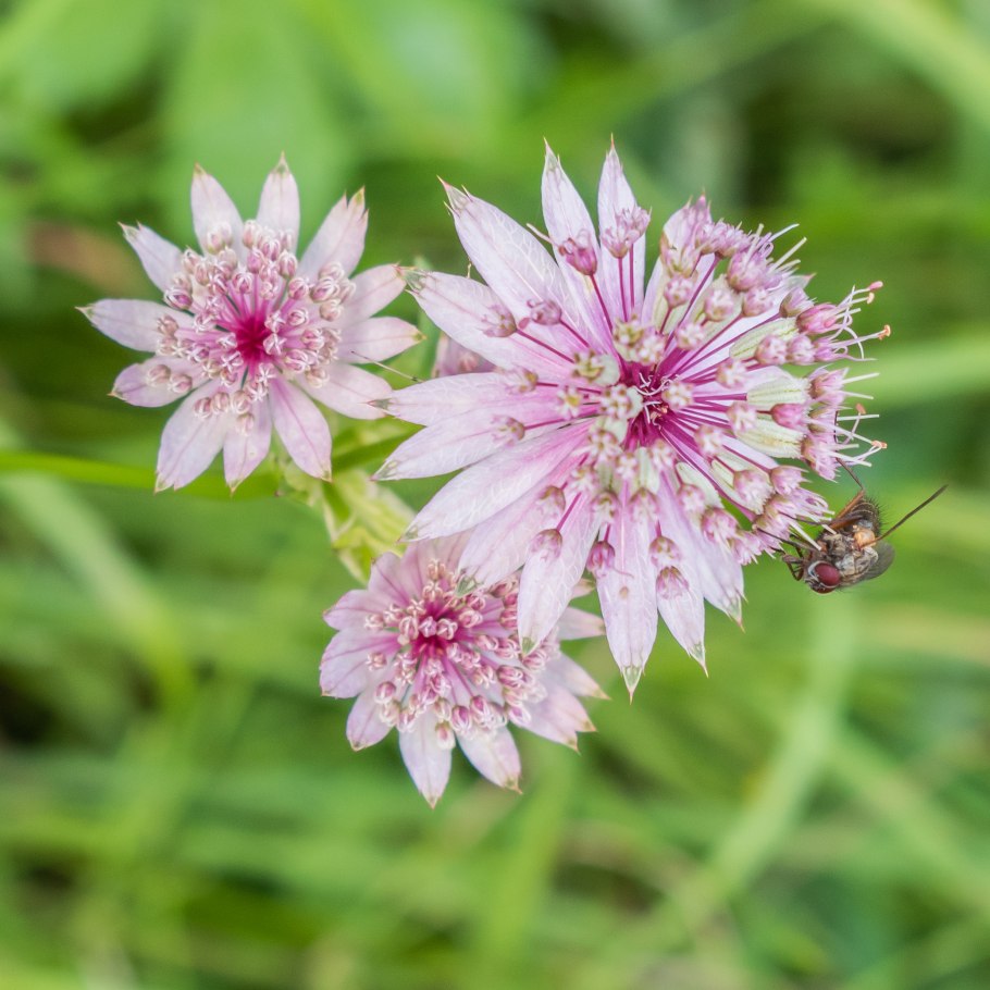 Клопогон душистый ,Аквилегия,Астранция и манжетка.