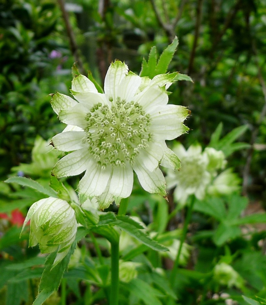 Астранция крупная Альба